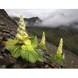 screenshot_2025-06-23_155142